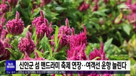 신안군 섬 맨드라미 축제 연장..여객선 운항 늘린다