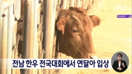 전남 한우 전국대회에서 연달아 입상