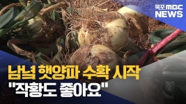 고흥 거금도 햇양파 수확...작황 좋아