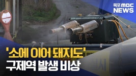 소에 이어 돼지도..전남 구제역 발생에 비상