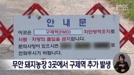무안 돼지농장 3곳에서 구제역 추가 발생