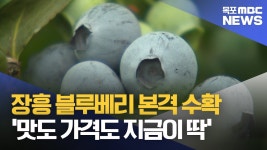 장흥 블루베리 본격 수확..맛도 가격도 지금이 딱