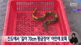 진도에서 길이 70cm 황금장어 어민에 포획