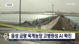 음성 금왕 육계농장 고병원성 AI 확진