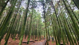 [이로운 리뷰] 삼나무숲 우거진 제주 절물 자연휴양림 가보셨나요?