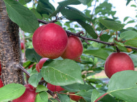 경북도, 자두와 살구를 교배한 새로운 과일...플럼코트 4가지 신품종 개발했다