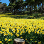 티몬, 봄꽃 축제 시즌 맞아 상춘객 실속 나들이 지원…특별전·상품 풍성