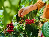 울산 커피 맛 좀 보소!