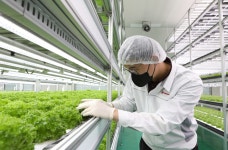 [이로운 상생]농심, 사우디 현지서 K스마트팜 구축...중동 시장 본격 진출