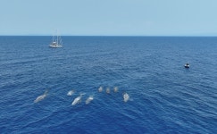 WWF, 세계 고래의 날 맞아 향유고래의 코다(Coda) 소리 공개