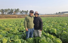 전남도, 12월 친환경농산물에 무안 배추 선정