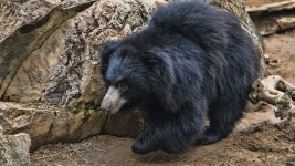 밀렵: 느림보곰 사냥해 성기 먹어온 인도 밀렵꾼 오랜 추적 끝에 체포