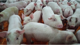 코로나19: 돼지고기 수요가 높아도 미국의 돼지농장이 망할 위기에 놓인 까닭