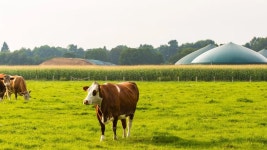 음식물 쓰레기로 천연 가스 의존도를 줄이는 법