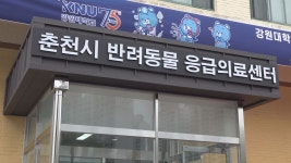 춘천시 반려동물 응급의료센터 하루 평균 2건 이용