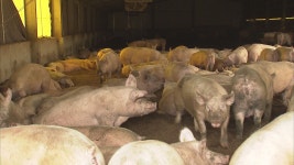 ASF 발생 춘천 군자리 돼지농장 시험 입식