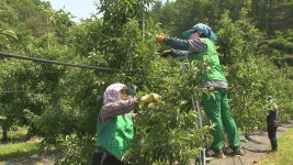 홍천군 농작업 대행서비스 호응