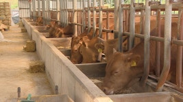 강원도, 축산농업인 사료구매 335억 지원.. 1.8% 저금리