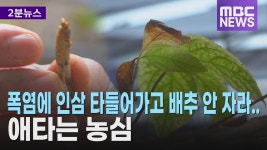 [리포트] 폭염에 인삼 타들어가고 배추 안 자라..애타는 농심
