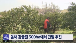 감귤원 300ha 간벌 추진