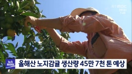 올해산 노지감귤 45만 7천톤 생산 예상