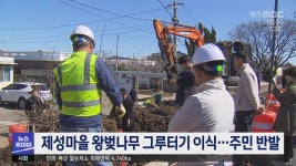 (수정)제성마을 입구 왕벚나무 그루터기 이식