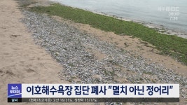 제주 이호해수욕장 집단 폐사 멸치 아닌 정어리