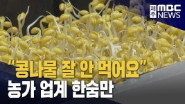 콩나물 잘 안 먹어요 제주 농가·업계 한숨만