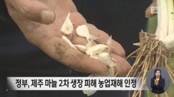 정부, 제주 마늘 2차 생장 피해 농업재해 인정