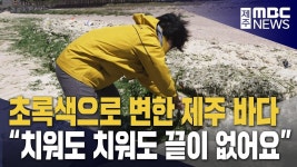 또 찾아온 구멍갈파래‥부영양화 막아야