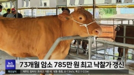 73개월 암소 785만 원 최고 낙찰가 갱신