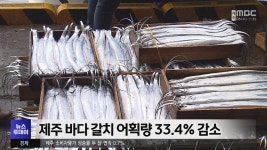 제주 바다 갈치 어획량 33.4% 감소
