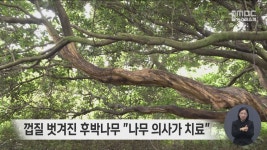 껍질 벗겨진 후박나무 나무 의사가 치료