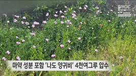 마약 성분 포함 나도 양귀비 4천여그루 압수