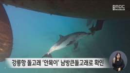 강릉항 돌고래 '안목이' 남방큰돌고래로 확인