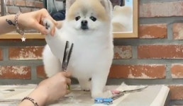 박기량 치어리더, 반려견 몽이 근황 공개 ‘봄맞이 털깎기’