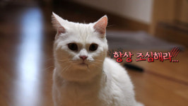 EBS, 고양이를 부탁해 최초 청각장애묘 교육법 공개...29일 밤 방송