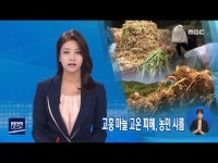 고흥 마늘 고온 피해, 농민 시름-R