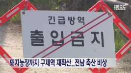 돼지농장까지 구제역 재확산..전남 축산 비상