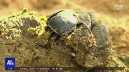 50년 만에 귀환..섬에서 쇠똥구리 복원 시동