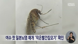 여수 첫 일본뇌염 매개 '작은빨간집모기' 확인