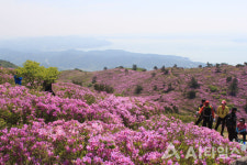 전남도, 대규모 숲 조성해 블루 이코노미 선도한다