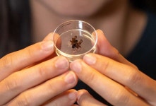 죽은 거미가 로봇 손으로 돌아왔다