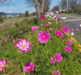 영산강 제방에 코스모스 꽃길 조성된다