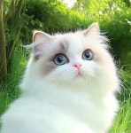 나를 무장 해제시키는 AI 냥이 사진 컬렉션