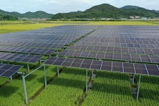 영농형 태양광…햇빛으로 농사와 전기, 두 마리 토끼 잡기