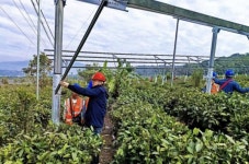 영농형 태양광, 운남성 차농장서 수익성 시험대