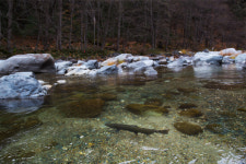 To Save Its Salmon, California Calls In the Fish Matchmaker
