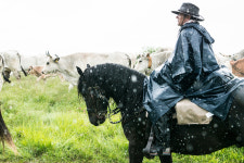 ‘Oh-Oh, Ay-Ay!’ Riding to an Italian Rhythm on the Transumanza