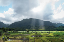 On Hawaii, the Fight for Taro’s Revival